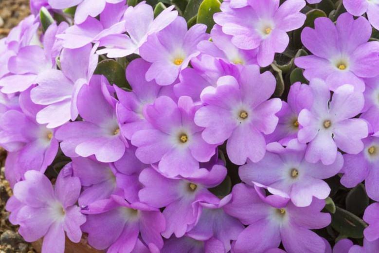 Primula allionii, Allioni's, Blue Primroses, Pink flowers, Lavender Flowers, Purple Flowers, Shade plants, shade perennial, plants for shade, plants for wet soils